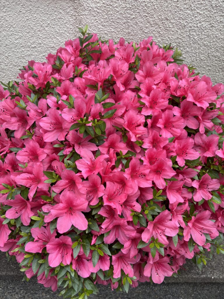 A photo of the little Satsuki azaleas.
