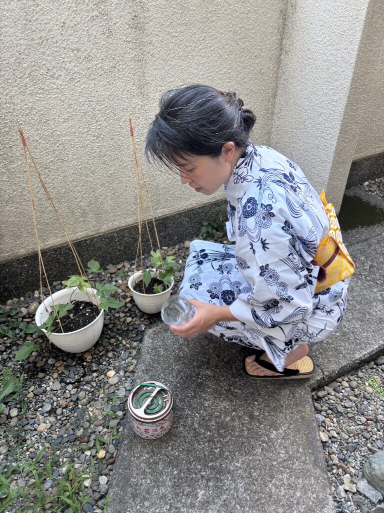 A photo of the pots of asagao and the manager in yukata.