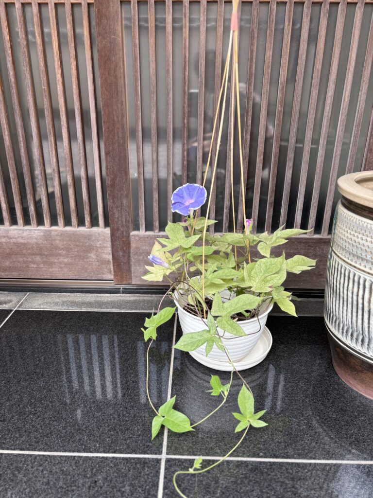 A photo of the morning glory at the door.