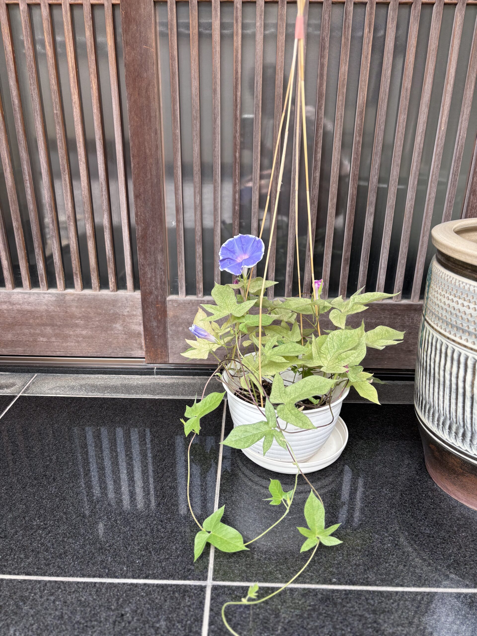 A photo of the morning glory at the door.