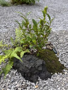Our tiny tea tree