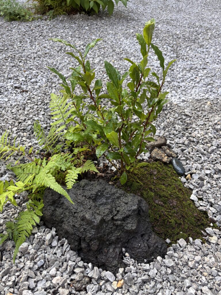 Our tiny tea tree