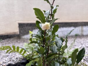 A tea blossom