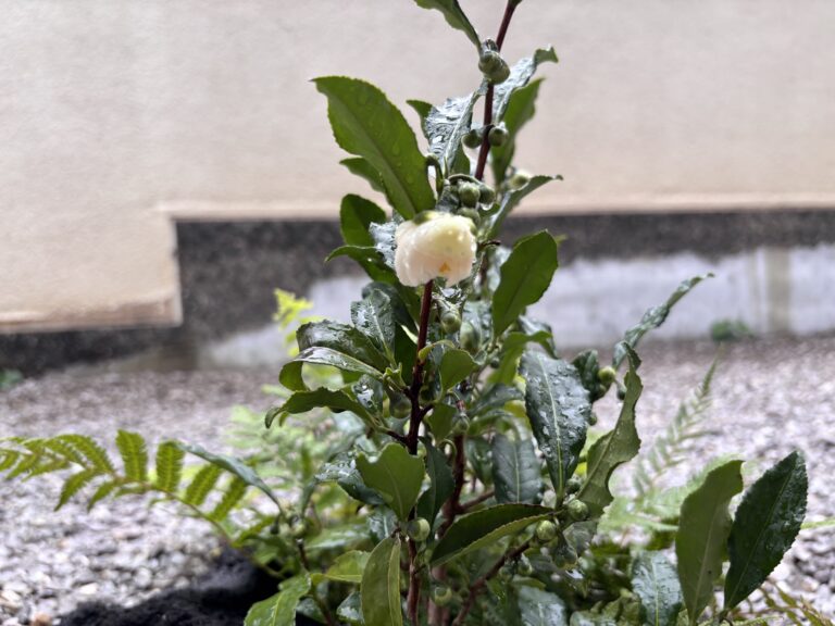 A tea blossom