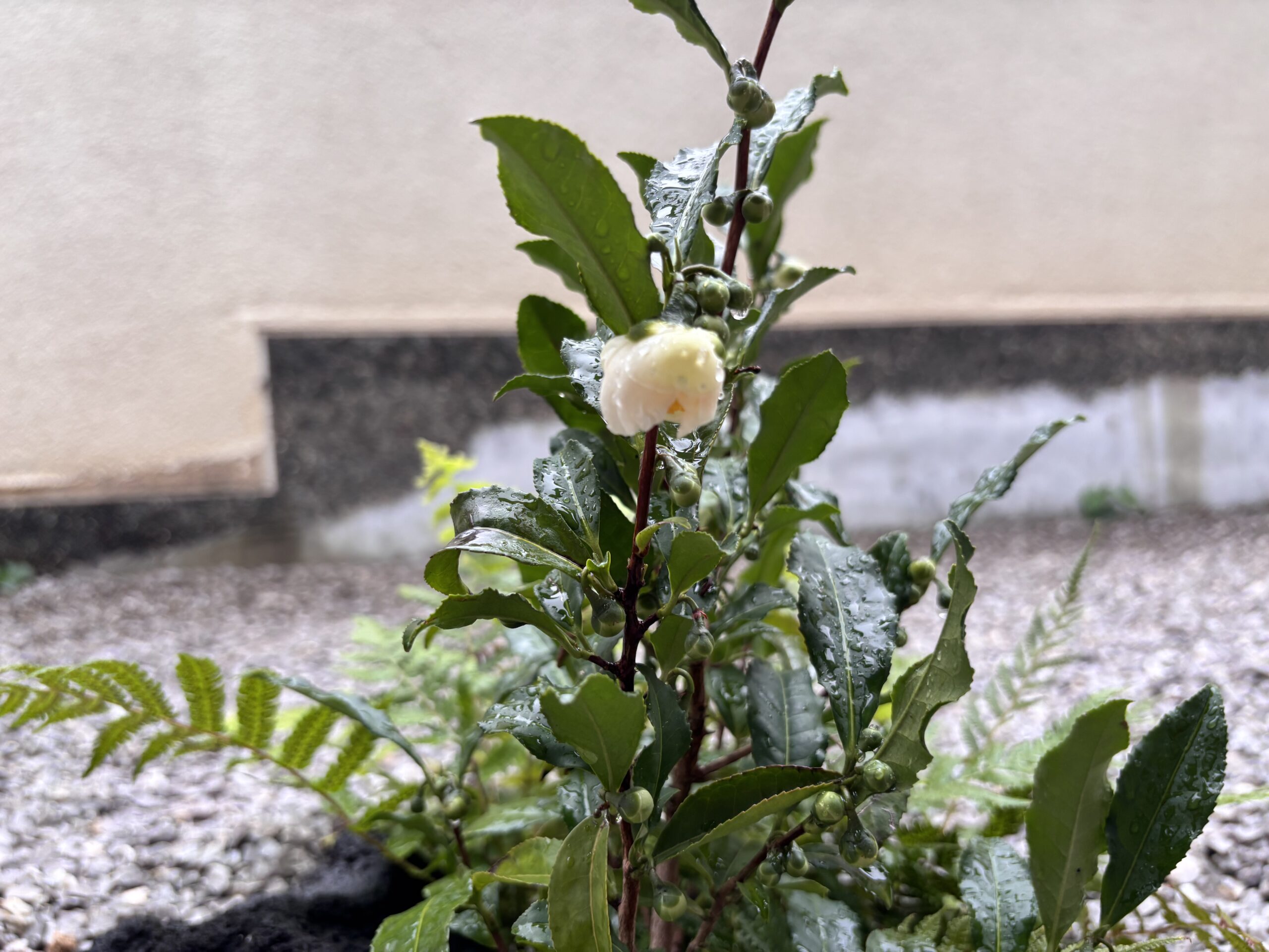 A tea blossom